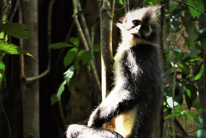 Monkey Business 2 Days - 1 Night Jungle Trekking (Including Rafting) - Pricing Guarantee