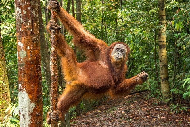 Monkey Business 3 Days - 2 Nights Jungle Trekking (Including Rafting) - Meeting and Pickup