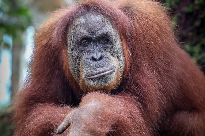 Monkey Business 3 Days - 2 Nights Jungle Trekking (Including Rafting) - Adventure Suitability