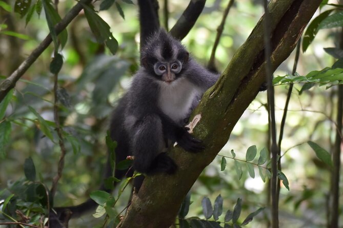 Monkey Business 3 Days - 2 Nights Jungle Trekking (Including Rafting) - Wildlife Encounters