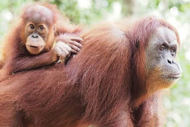 Monkey Business 3 Days - 2 Nights Jungle Trekking (Including Rafting) - Booking Confirmation