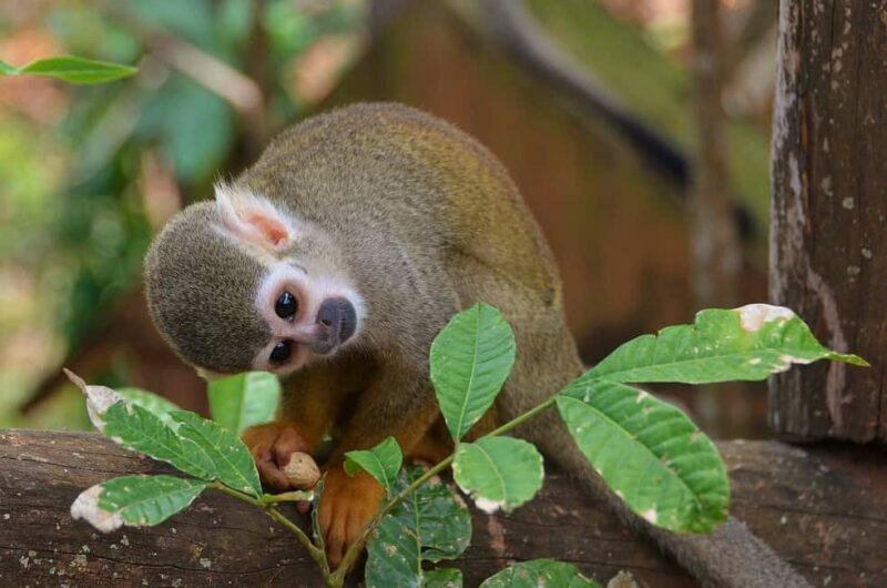 Monkey Encounter + ATV Riding Adventure  Puerto Plata - Key Points