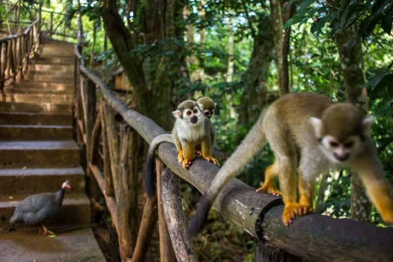 Monkey Encounter + ATV Riding Adventure  Puerto Plata - Practical Details That Matter