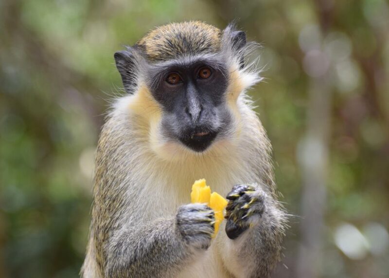 Monkey Feeding & Historic Sugar Plantation & Rum Distillery - Key Points