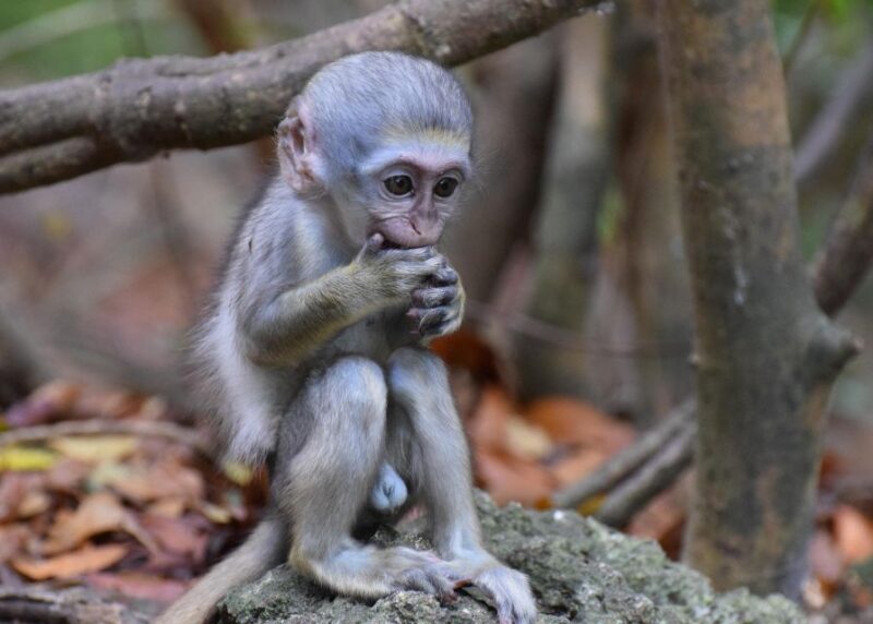 Monkey Feeding & Historic Sugar Plantation & Rum Distillery - Barbados Wildlife Reserve