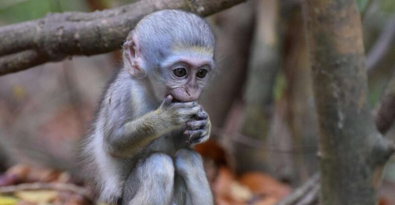 Monkey Feeding & Historic Sugar Plantation & Rum Distillery - Tour Duration and Pricing