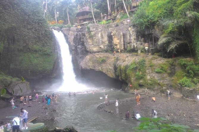 Monkey Forest, Ubud, and Rice Terraces - Reviews and Ratings