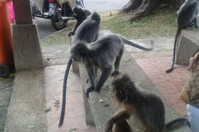 Monkey Hill, Eagle &Firefly Tour+Free Batu Caves Visit. - Itinerary Highlights