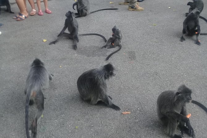 Monkey Hill, Eagle &Firefly Tour+Free Batu Caves Visit. - Inclusions and Exclusions