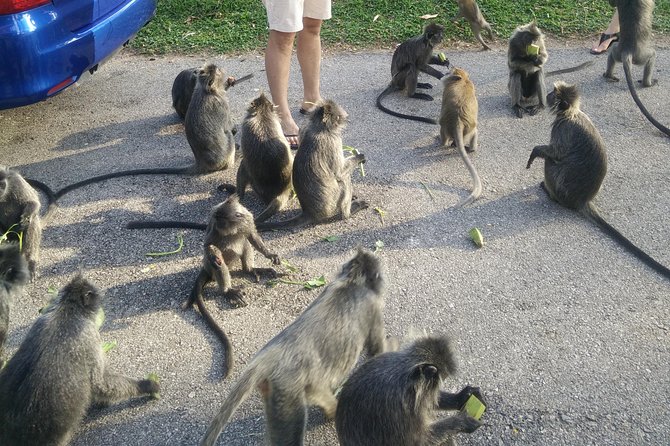 Monkey Hill, Eagle &Firefly Tour+Free Batu Caves Visit. - Booking and Confirmation