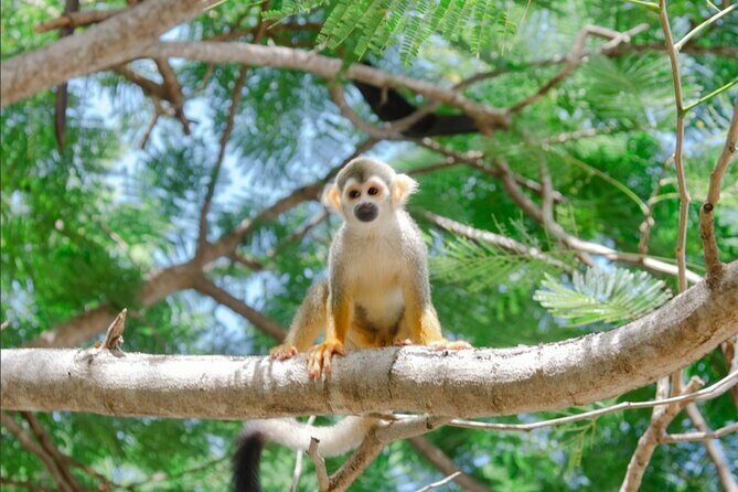 Monkey House VIP Experience with 4 species of monkeys, Punta Cana - Authentic Insights from Reviews