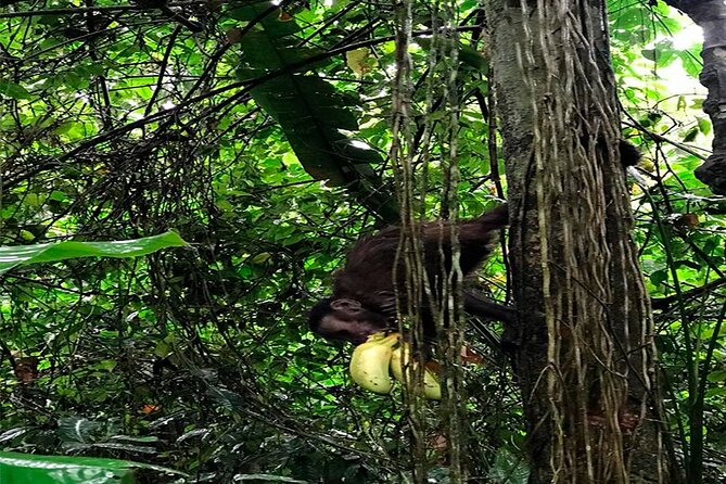 Monkey Island, Amazon River, Amazonian Sunset - Key Points