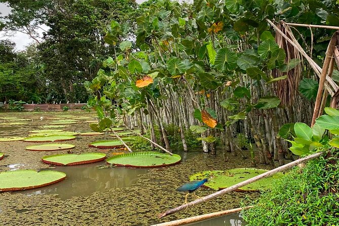 Monkey Island, Amazon River, Amazonian Sunset - Considerations for Participation