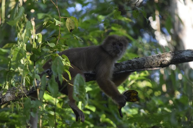 Monkey Island and Canopy Bridge - Key Points