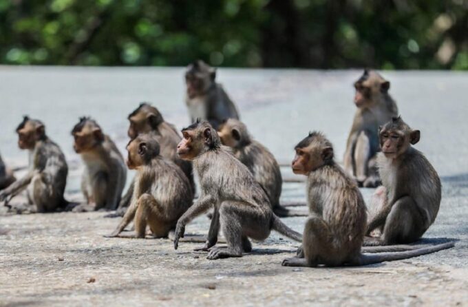 Monkey Island + Can Gio Mangrove Forest - Shared Tour - Afternoon Itinerary