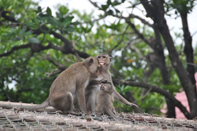 Monkey Island + Can Gio Mangrove Forest - Shared Tour - Frequently Asked Questions