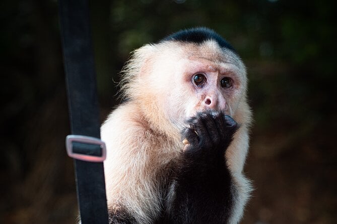 Monkey Island Private Tour on Gatun Lake - Accessibility and Recommendations