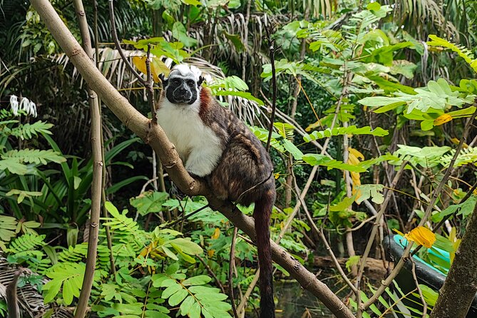 Monkey Island Tour + Nature Center From Riu Playa Blanca - Inclusions