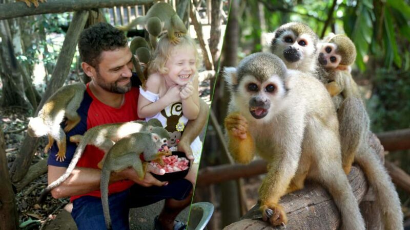 Monkey jungle tour + Transportation from cruise/hotel - Highlight on Authenticity and Comfort