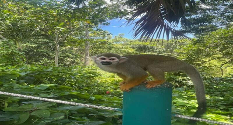 Monkey jungle tour + Transportation from cruise/hotel - Final Thoughts