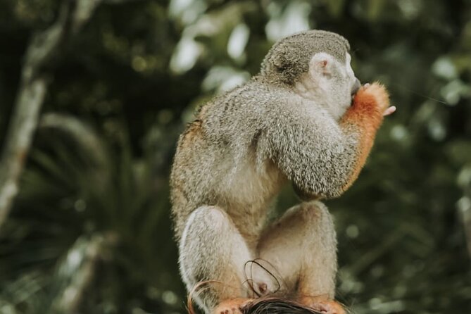 Monkey Jungle With Zip Line - About Your Stay