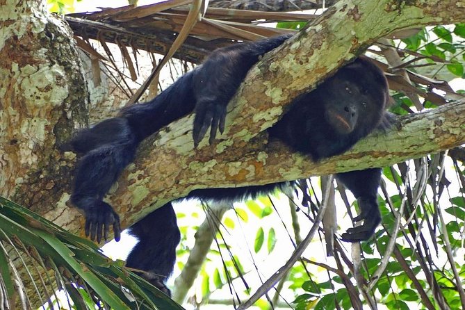 Monkey River Tour (With Transportation From Hopkins) - Key Points