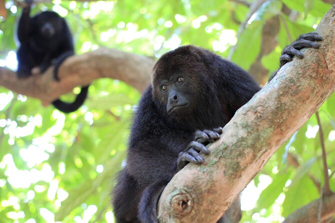 Monkey River Tour (With Transportation From Hopkins) - Tour Experience