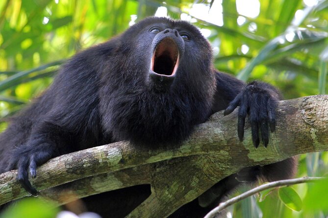 Monkey River Tour (With Transportation From Hopkins) - Inclusions