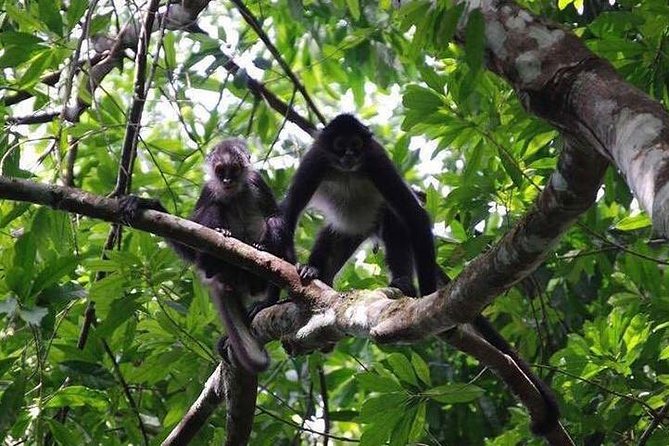 Monkey River Wildlife Encounters and Manatee Watch - Meeting and Pickup