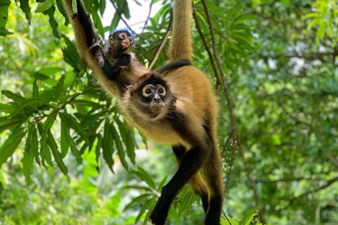 Monkey Sanctuary Reserve + Kayaking at Bahía De Jiquilisco + Lunch Included - Key Points