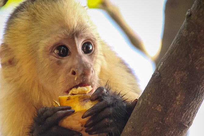 Monkey Tour From Jaco and Crocodile Bridge With Typical Breakfast - Overview and Highlights