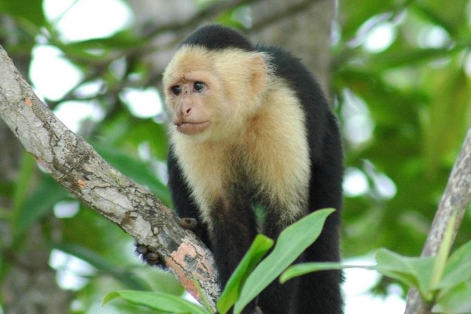 Monkey Tour With Local Cuisine - Tour Overview