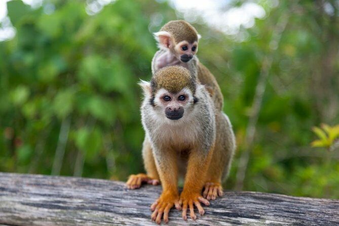 Monkeyland and Plantation Safari from La Romana - Key Points