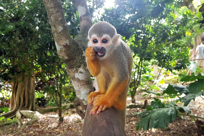 Monkeyland and Plantation Safari From La Romana - Traveler Reviews and Feedback