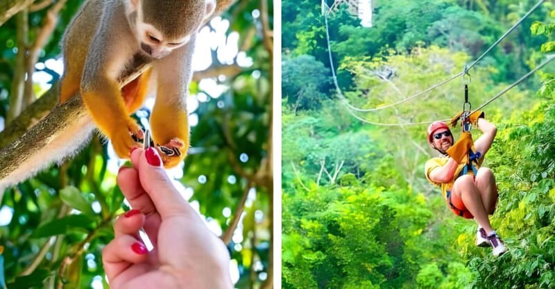 Monkeyland and Zip Lines Whit Local Pick up - Experience Highlights