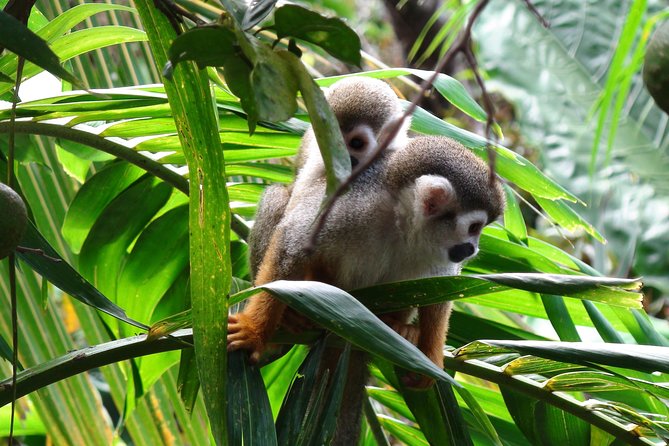 Monkeyland and Zipline Adventure From Puerto Plata - Tour Duration and Availability