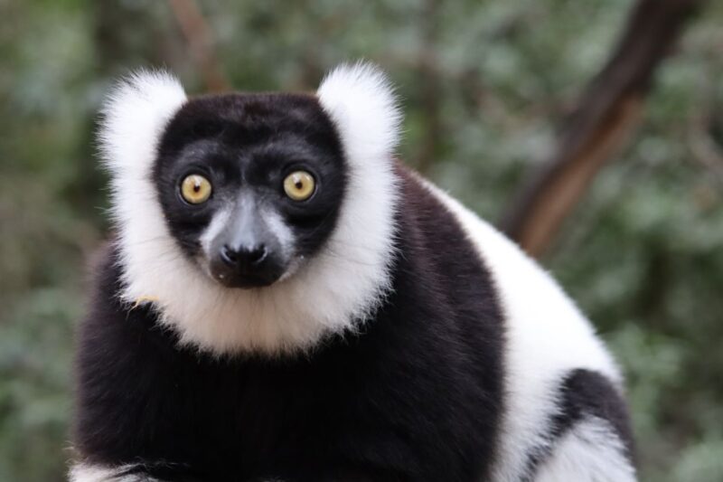 Monkeyland, Birds of Eden, Jukani - Animal Sanctuaries - Discovering Monkeyland