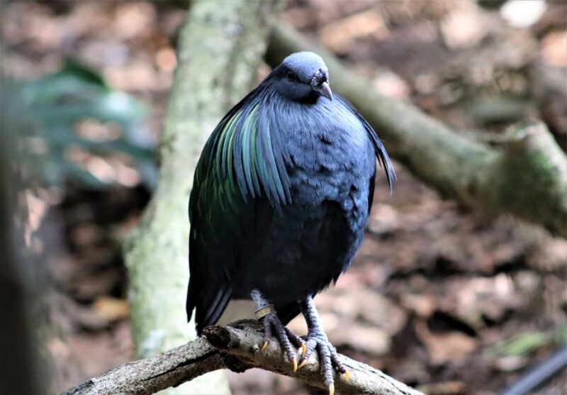 Monkeyland, Birds of Eden, Jukani - Animal Sanctuaries - Exploring Birds of Eden