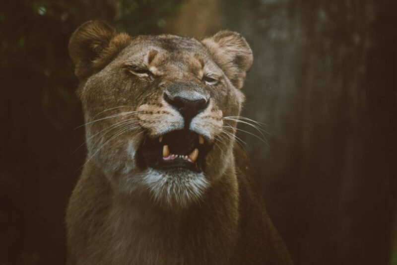 Monkeyland, Birds of Eden, Jukani - Animal Sanctuaries - Jukani Wildlife Sanctuary