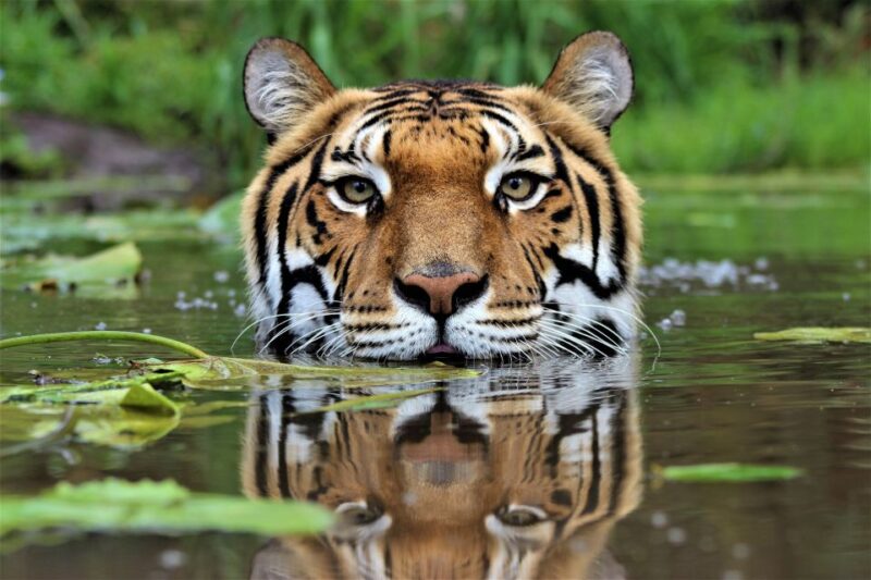 Monkeyland, Birds of Eden, Jukani - Animal Sanctuaries - Planning Your Visit