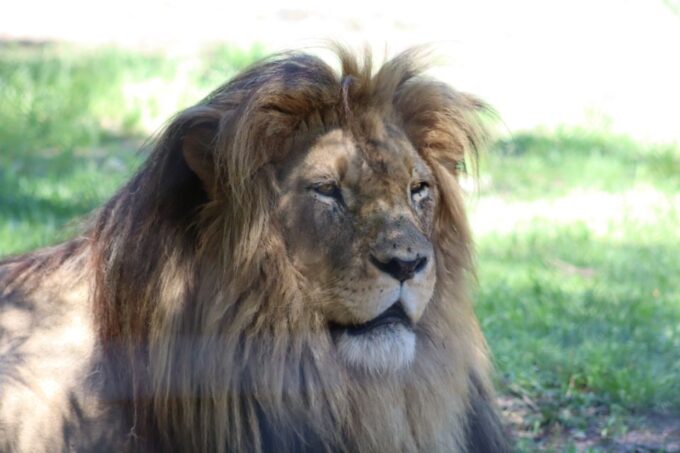 Monkeyland, Birds of Eden, Jukani - Animal Sanctuaries - Booking and Cancellation