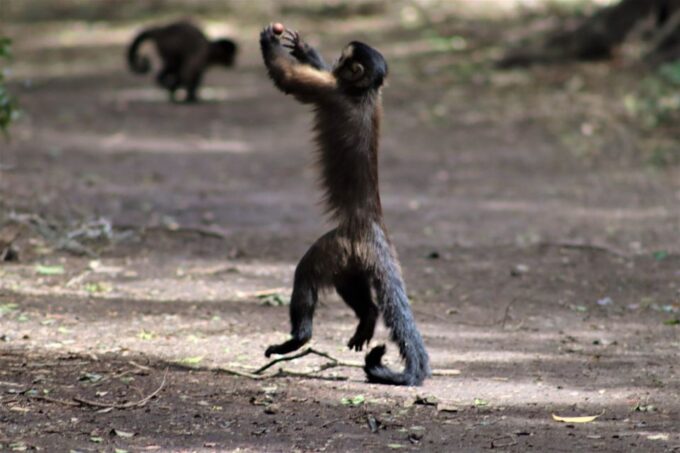Monkeyland, Birds of Eden, Jukani - Animal Sanctuaries - Additional Services and Considerations