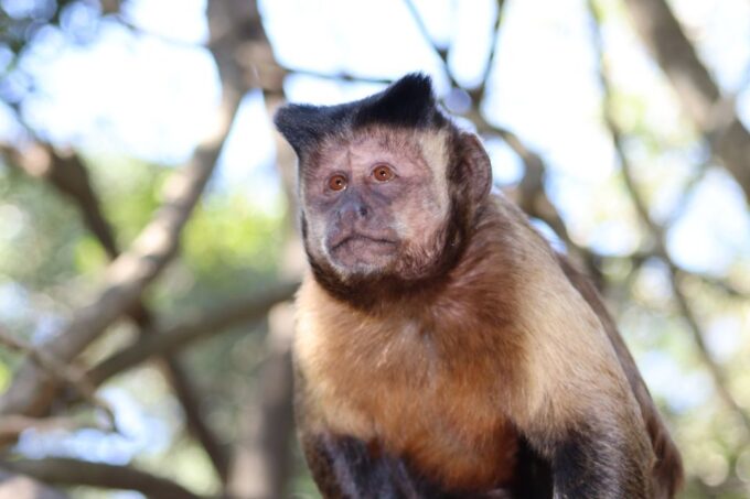 Monkeyland, Birds of Eden, Jukani - Animal Sanctuaries - Frequently Asked Questions