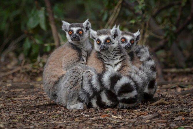 Monkeyland Guided Tour in Plettenberg Bay - Guided Tour Highlights