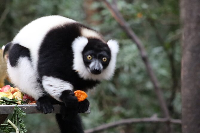 Monkeyland Guided Tour in Plettenberg Bay - Preparing for Your Visit