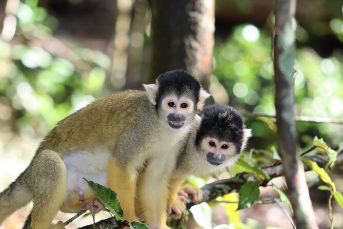 Monkeyland Guided Tour in Plettenberg Bay - Experiencing Monkeylands Wildlife