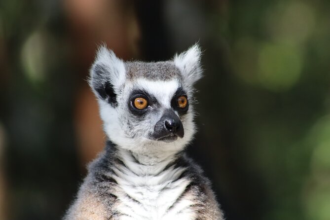 Monkeyland Guided Tour in Plettenberg Bay - Additional Considerations