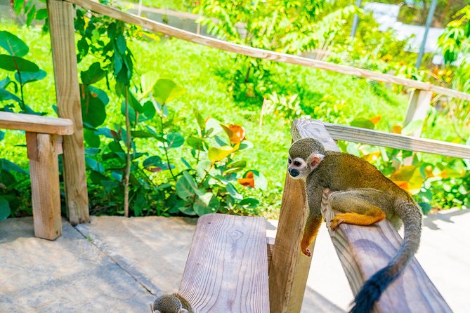 Monkeyland Puerto Plata - Common Criticisms