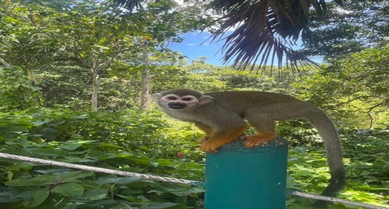 Monkeyland Tour + Transportation From Cruise/Hotel - Booking Information