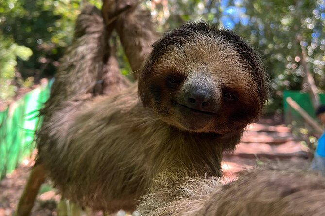 Monkeys and Sloths in Their Natural Habitat Roatan Eco Tour - Key Points